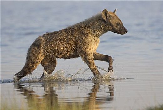 斑鬣狗,涉水,水,纳库鲁湖国家公园,肯尼亚