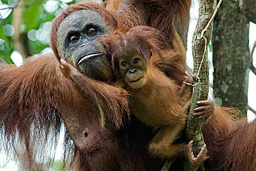苏门答腊猩猩,母亲,玩耍,两个,老,幼仔,古农列尤择国家公园,北方,苏门答腊岛,印度尼西亚