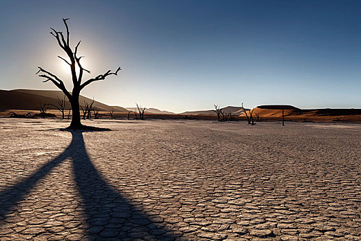 枯木,太阳,死亡谷,索苏维来地区,纳米比诺克陆夫国家公园,纳米布沙漠,纳米比亚,非洲