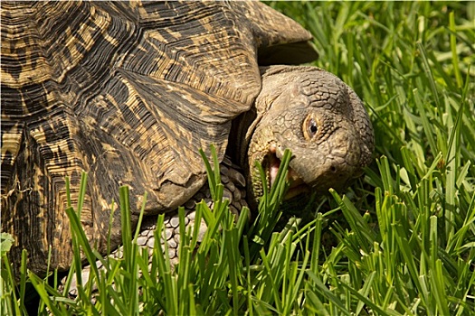 龟,吃草
