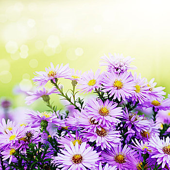紫罗兰,紫苑属,花,上方,背景
