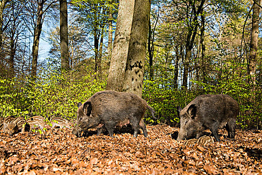 野猪,母猪,小猪,春天,树林,俘获,北莱茵威斯特伐利亚,德国,欧洲