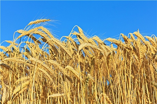 金色,成熟,小麦
