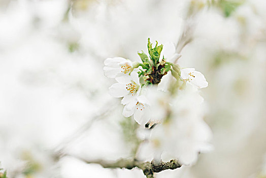 花,装饰,樱桃树,春天