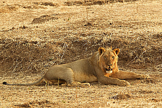 狮子,休息,津巴布韦,非洲