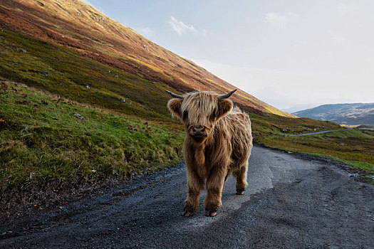 高原牛,街道,苏格兰