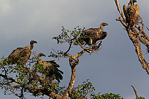 非洲,白色,后背,秃鹰,白背秃鹫,群,栖息,树上,马赛马拉,公园,肯尼亚