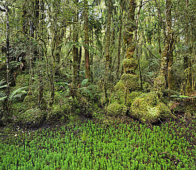 雨林,船,溪流,西海岸,南岛,新西兰