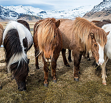 冰岛马,马,吃,干草,南,冰岛,欧洲