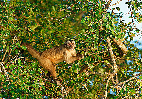 黑帽悬猴,棕色卷尾猴,攀登,树,潘塔纳尔,巴西,南美