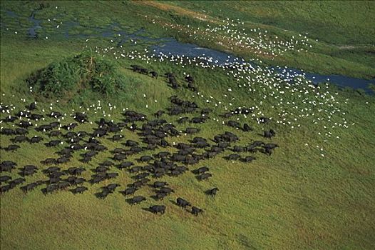 南非水牛,非洲水牛,牧群,牛背鹭,成群,奥卡万戈三角洲,博茨瓦纳