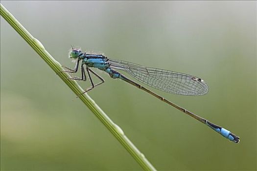 蓝色,尾巴,蜻蛉,雄性