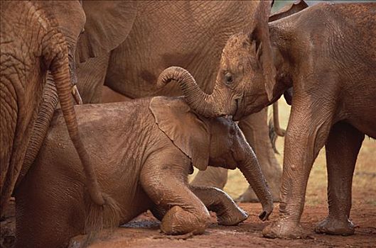 非洲象,孤儿,爬行,室外,泥,浴室,东察沃国家公园,肯尼亚