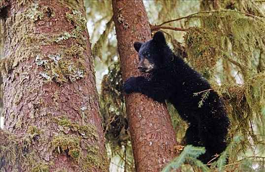 年轻,美洲黑熊,幼兽,通加斯国家森林,东南阿拉斯加,美国