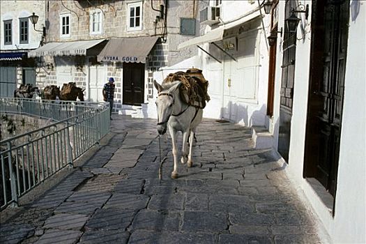 驴,运输,伊德拉岛,希腊,岛屿