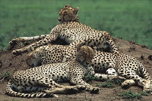 印度豹,猎豹,三个,休息,蚁丘,塞伦盖蒂,坦桑尼亚