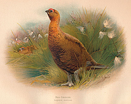 红松鸡,19世纪,艺术家