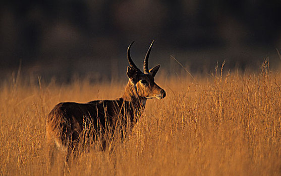 普通,小苇羚,米德尔自然保护区,南非,非洲