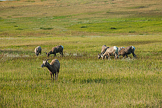 白尾鹿,荒地国家公园,南达科他,美国