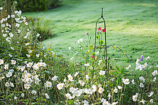 香豌豆,花,攀登,向上,钢铁,方尖塔