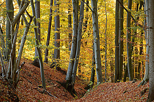 欧洲山毛榉,树林,叶子,普拉蒂纳特,巴伐利亚,德国
