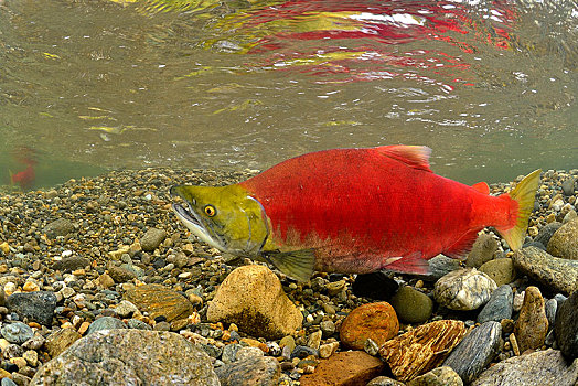 红大马哈鱼,红鲑鱼,亚当斯河,省立公园,不列颠哥伦比亚省,加拿大,北美