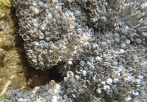 苍白,软珊瑚