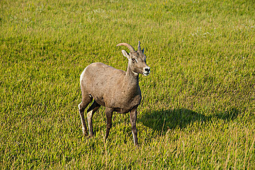 白尾鹿,荒地国家公园,南达科他,美国