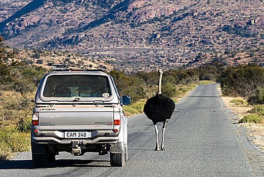 鸵鸟,普通,鸵鸟属,骆驼,街道,靠近,汽车,斑马山国家公园,东开普省,南非,非洲