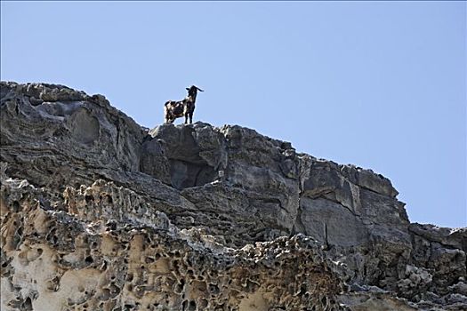 山羊,岩石上,干盐湖,富埃特文图拉岛,加纳利群岛