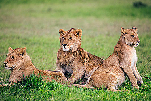 肯尼亚,马赛马拉,幼兽,狮子,马赛马拉国家保护区