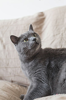 一只灰色的短毛蓝猫在沙发上