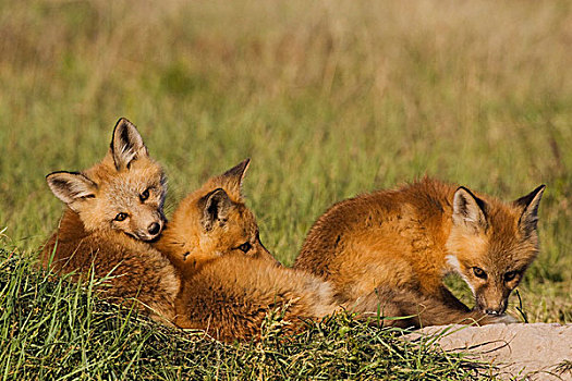 红狐,小动物
