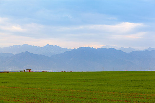 麦田,麦子