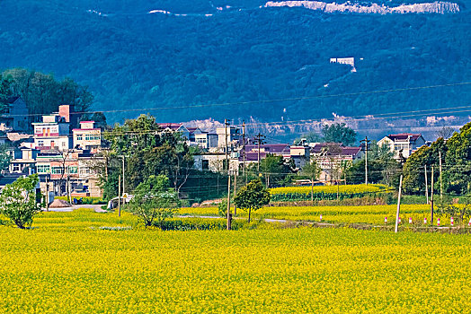 安徽省芜湖市响水涧油菜花田园乡村自然景观