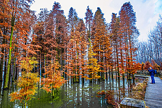 天泉湖勝景---水上森林