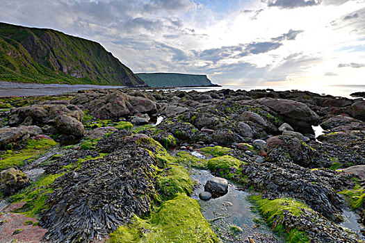 沿岸,风景,大,石头,藻类,海草,班夫郡,英国,苏格兰,欧洲
