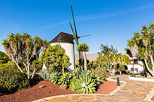 传统风车,安提瓜岛,富埃特文图拉岛,加纳利群岛