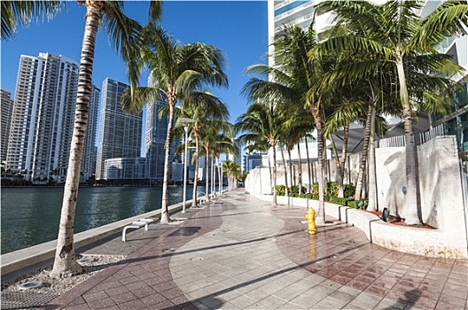 水岸,散步场所,棕榈树,迈阿密,佛罗里达,美国