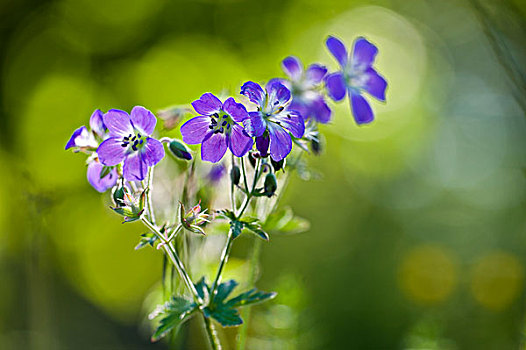 蓝色,牻牛儿苗科,花,特写