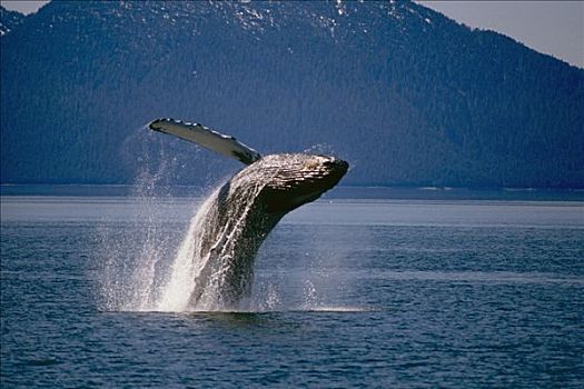 驼背鲸,鲸跃,靠近,入口,冰河湾国家公园,东南阿拉斯加