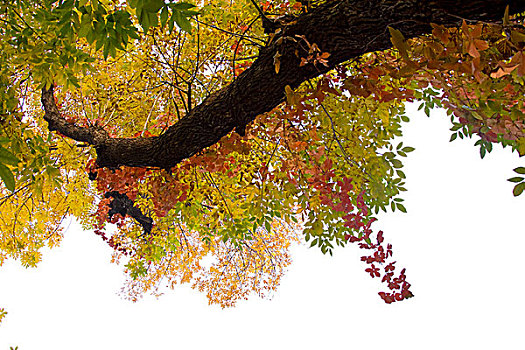 秋色树叶