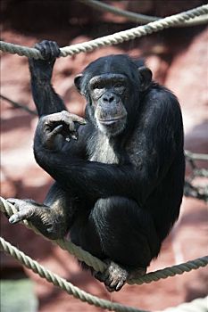 黑猩猩,变焦,动物园,盖尔森基兴,北莱茵威斯特伐利亚,德国,欧洲