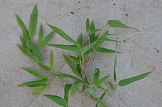 竹子,竹叶,植物,特写,图片,素材