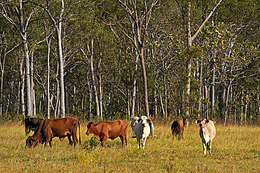 牛,农场,靠近,达尔文市,北领地州,澳大利亚