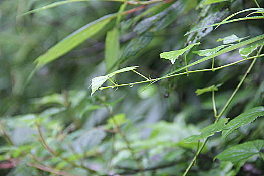 植物晨露