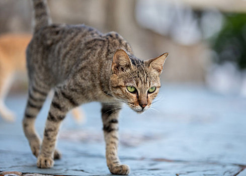 后院花园里玩耍的可爱猫眯