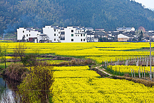 江西婺源,思溪延村,油菜花,徽派建筑,民居