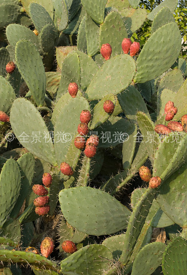 仙人掌,成熟,水果_高清图片_全景视觉