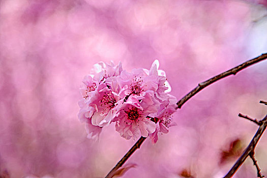 粉色的樱花特写